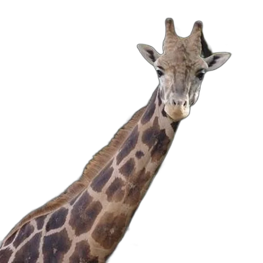 animal, creature, face, staff transparent PNG cut-out