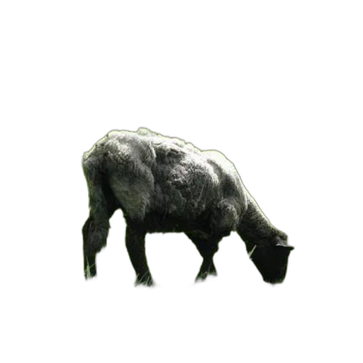 animal, creature, weapon, face transparent PNG cut-out