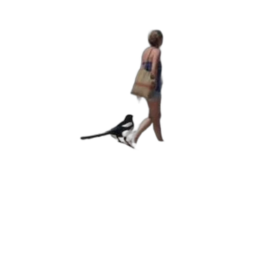 animal, creature, shoes, staff transparent PNG cut-out