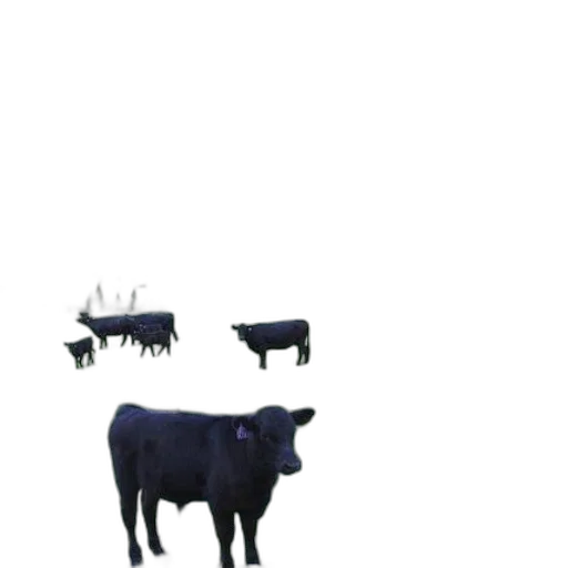 animal, creature, robot, food transparent PNG cut-out