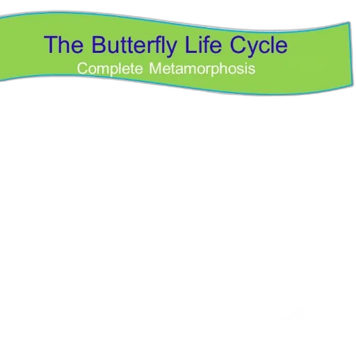 colorful, diagram, illustrating, butterfly transparent PNG cut-out