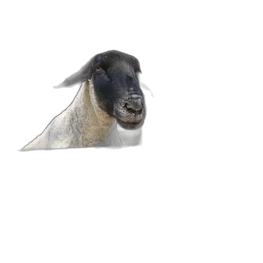 animal, creature, hair, face transparent PNG cut-out