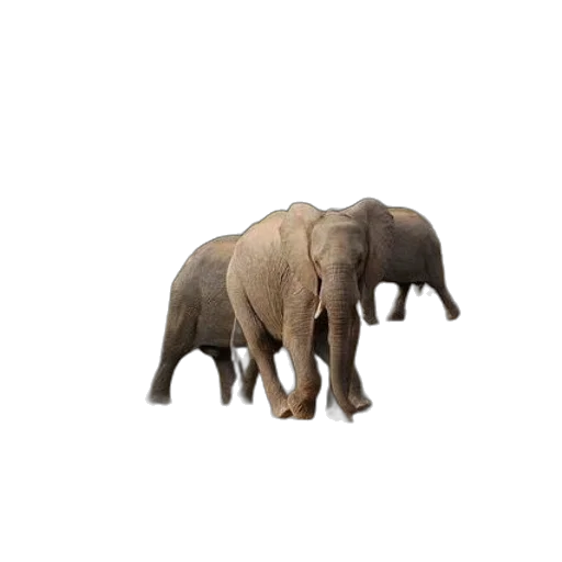 animal, creature, staff, hat transparent PNG cut-out