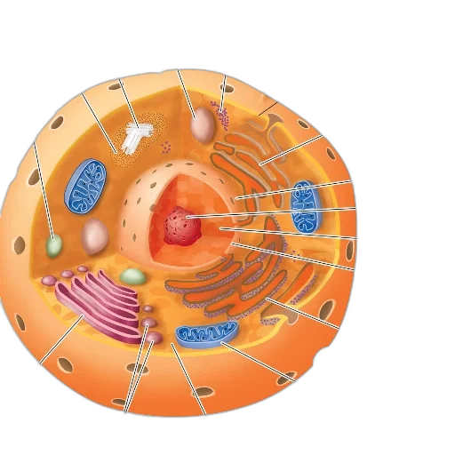 food, diagram, animal, cell transparent PNG cut-out
