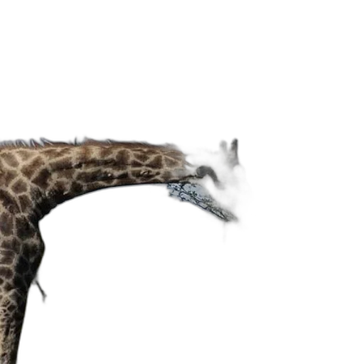 animal, creature, shoes, weapon transparent PNG cut-out
