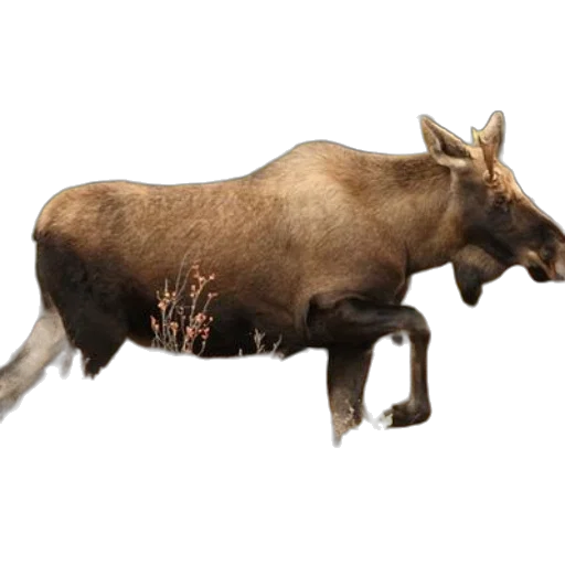 animal, creature, weapon, staff transparent PNG cut-out