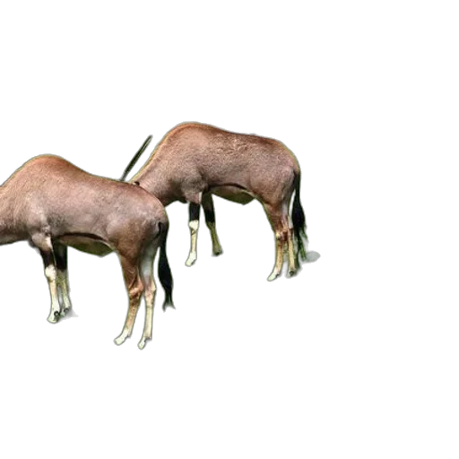 animal, furniture, creature, hair transparent PNG cut-out