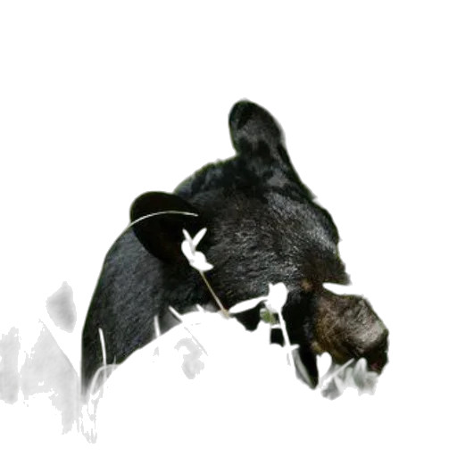 animal, staff, creature, mask transparent PNG cut-out