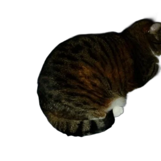 animal, creature, staff, hat transparent PNG cut-out