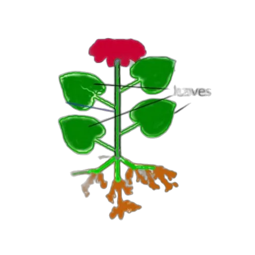 flower, crown, tree, concept art transparent PNG cut-out