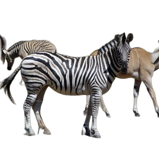 animal, creature, 3d render, concept art transparent PNG cut-out