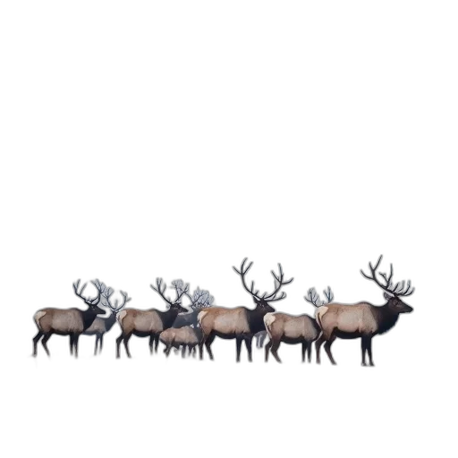 animal, crown, furniture, creature transparent PNG cut-out