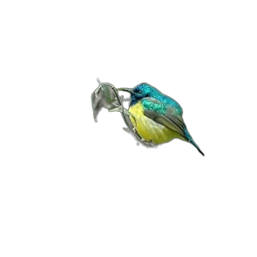 animal, staff, jewelry, creature transparent PNG cut-out