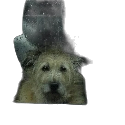 animal, creature, face, hat transparent PNG cut-out