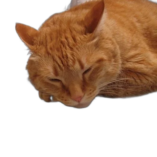 animal, creature, face, staff transparent PNG cut-out