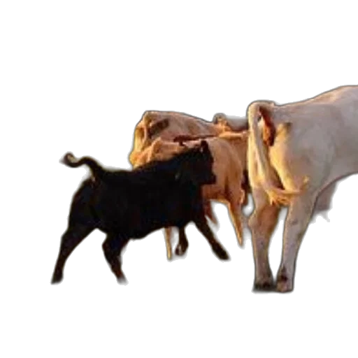 animal, food, weapon, jewelry transparent PNG cut-out