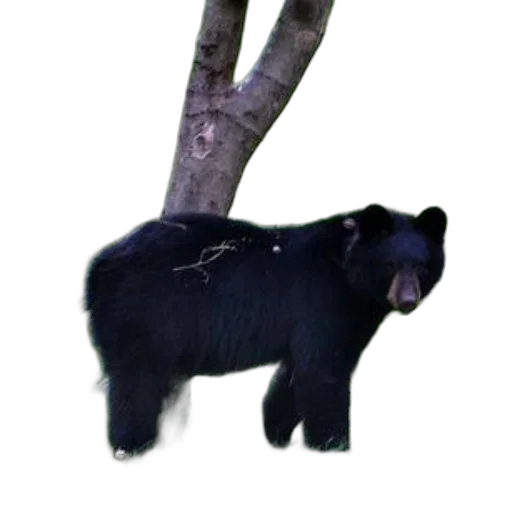 animal, staff, creature, tree transparent PNG cut-out