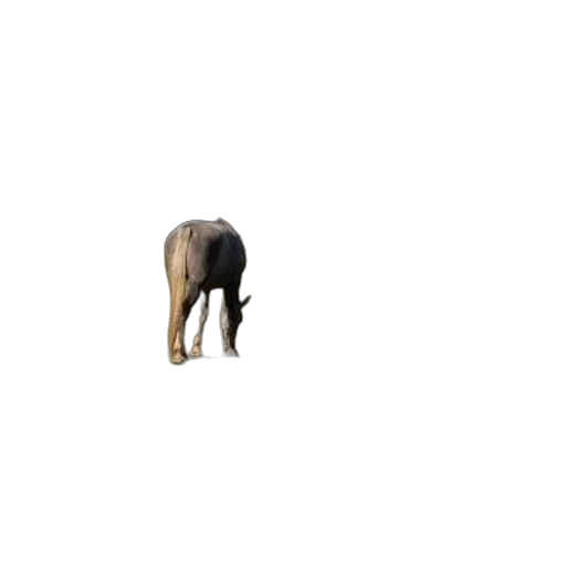 animal, creature, hat, robot transparent PNG cut-out