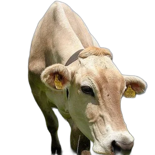 animal, face, jewelry, food transparent PNG cut-out