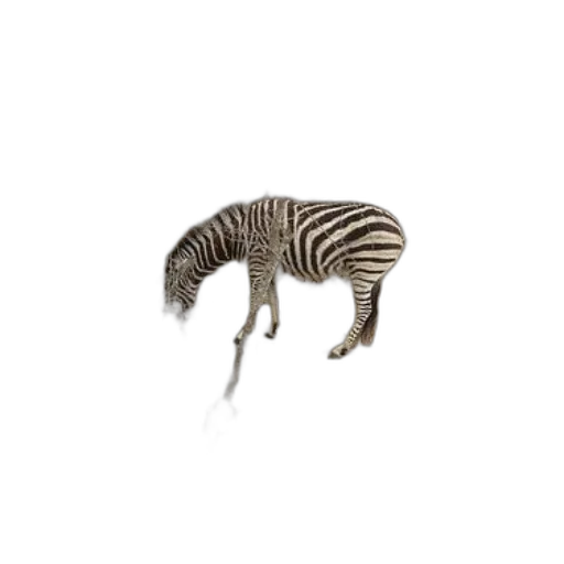 animal, creature, jewelry, hair transparent PNG cut-out