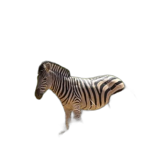 animal, creature, dragon, hat transparent PNG cut-out