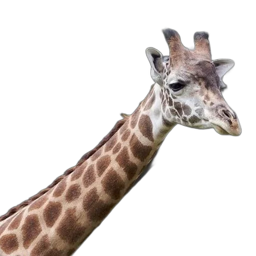 animal, creature, staff, face transparent PNG cut-out