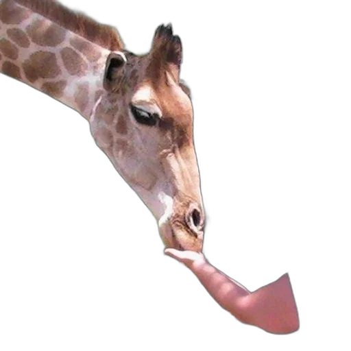 animal, creature, hat, staff transparent PNG cut-out
