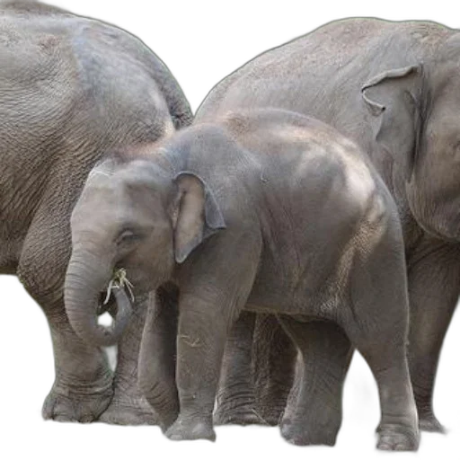 animal, baby, elephant, stands transparent PNG cut-out