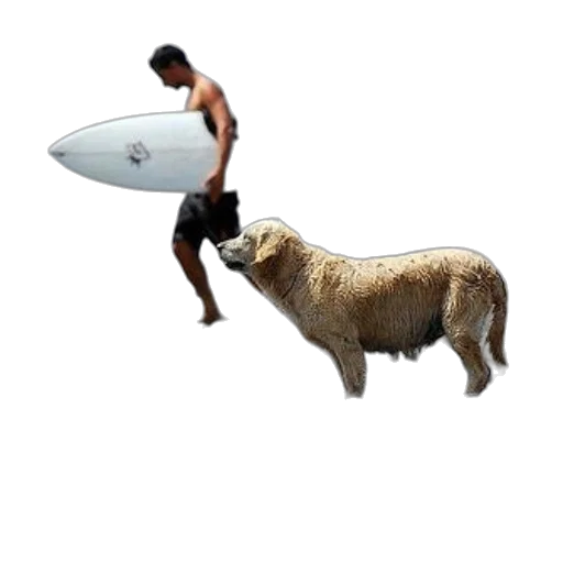 animal, creature, pixel art, concept art transparent PNG cut-out