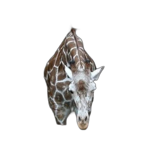 animal, creature, jewelry, face transparent PNG cut-out