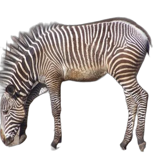 animal, creature, staff, weapon transparent PNG cut-out