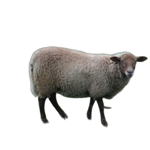 animal, staff, creature, hat transparent PNG cut-out