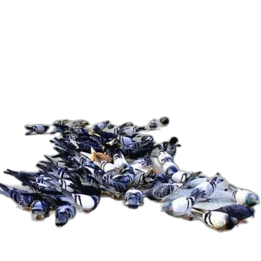 robot, weapon, shoes, car transparent PNG cut-out