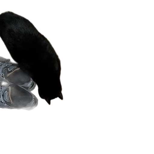 shoes, animal, weapon, creature transparent PNG cut-out