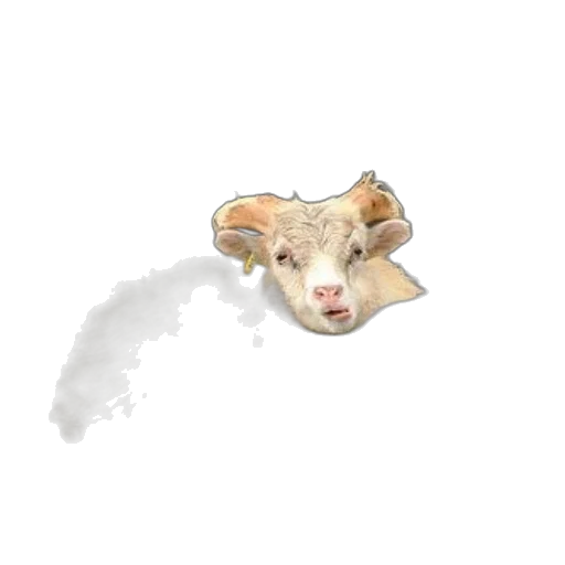 animal, face, mask, creature transparent PNG cut-out