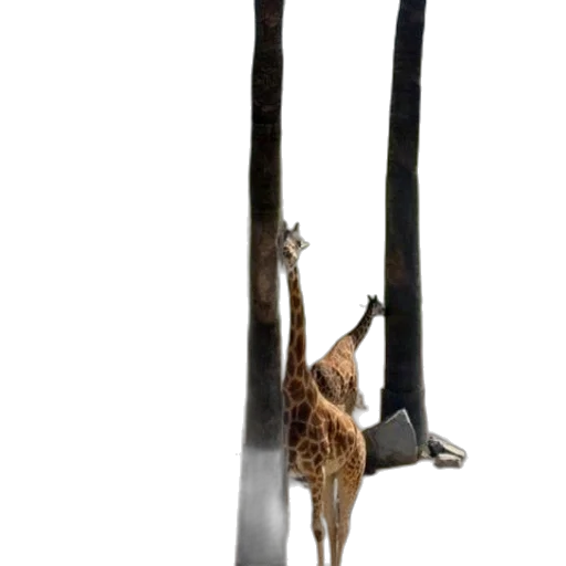 staff, animal, weapon, sword transparent PNG cut-out