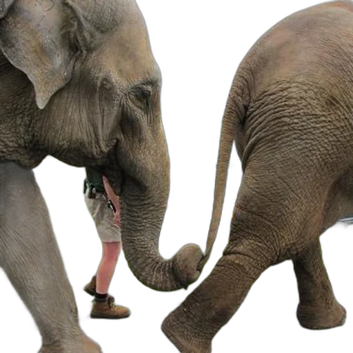 animal, two, elephants, interact transparent PNG cut-out