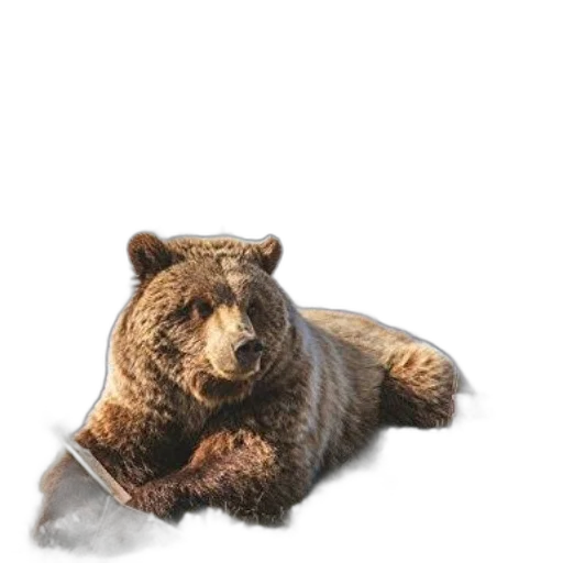 animal, creature, staff, furniture transparent PNG cut-out