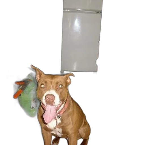 bottle, animal, staff, creature transparent PNG cut-out