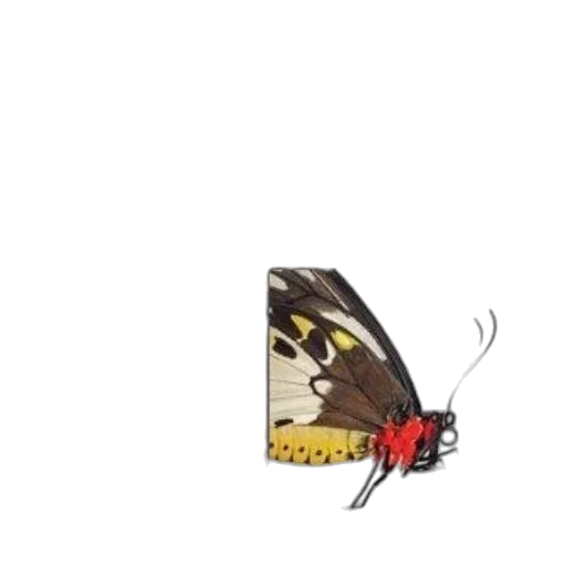 animal, creature, crown, umbrella transparent PNG cut-out