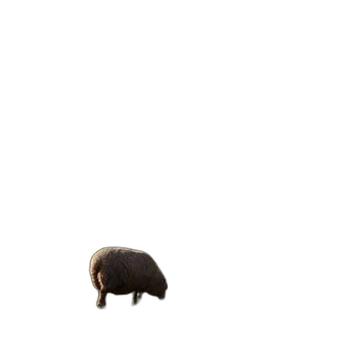 animal, creature, hat, hair transparent PNG cut-out
