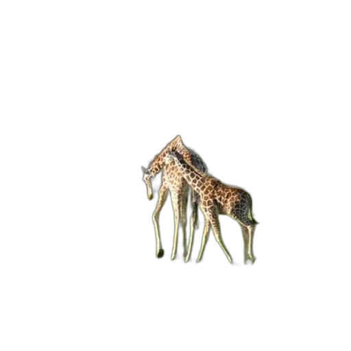 animal, creature, crown, umbrella transparent PNG cut-out