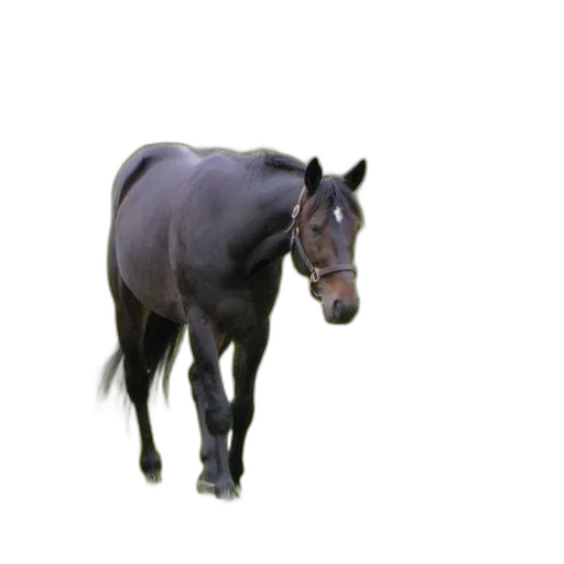 animal, staff, creature, hat transparent PNG cut-out