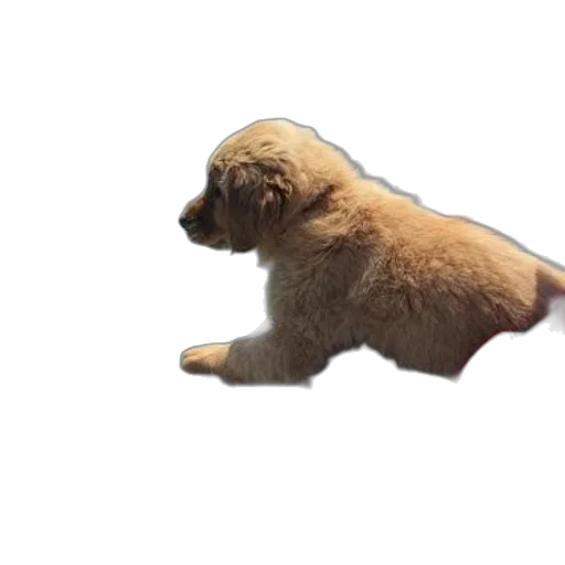 animal, creature, hair, staff transparent PNG cut-out