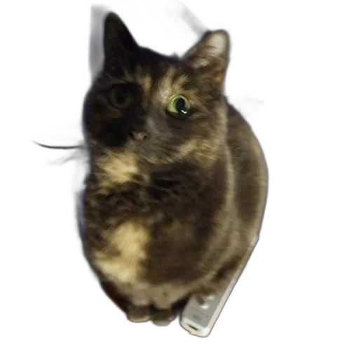 animal, staff, creature, jewelry transparent PNG cut-out
