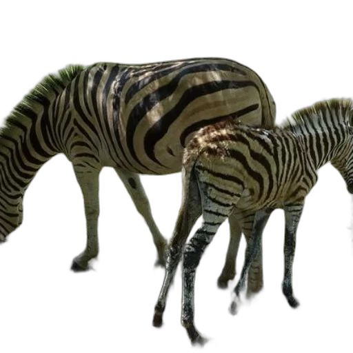 animal, creature, dragon, furniture transparent PNG cut-out