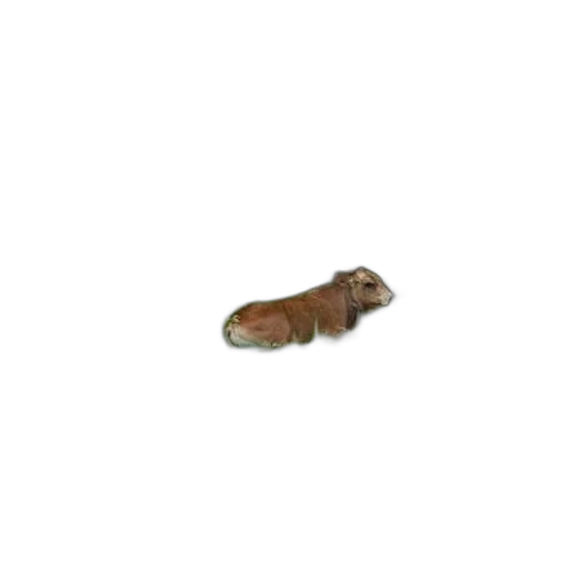 animal, creature, hair, shoes transparent PNG cut-out