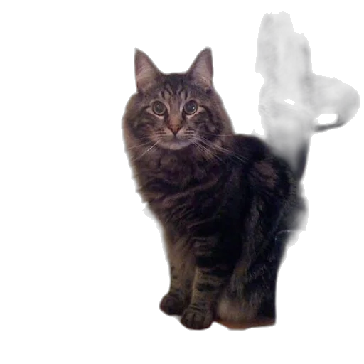 animal, creature, staff, weapon transparent PNG cut-out