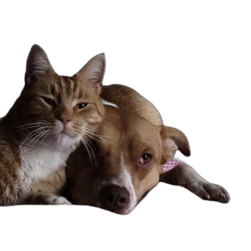 animal, photorealistic, cat, dog transparent PNG cut-out