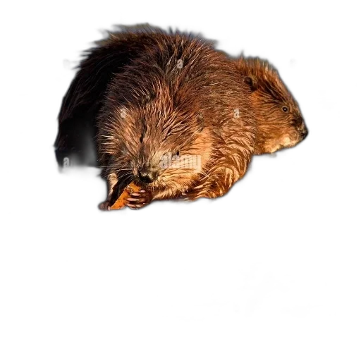 animal, hair, creature, hat transparent PNG cut-out